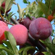 Саженец Слива Оцарк Премьер Диплоидная в контейнере