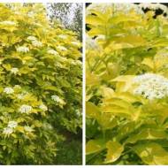 Саджанець Бузина чорна Ауреа в контейнері