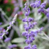 Піровскія Silvery Blue в контейнері