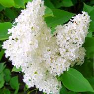 Саженец сирени Betsy Ross в контейнере