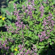 Саджанець Бузок Мейера Bloomerang Purple в контейнері