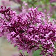 Саженец сирени Мейера Bloomerang Purple в контейнере