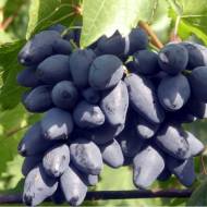 Саджанець виноград Ромбик