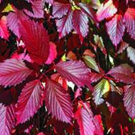 Саджанець Виноград дівочий Троки в контейнері