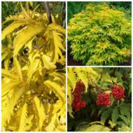 Саджанець Бузина коралова (червона) Sutherland Gold в контейнері