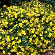 Саджанець Звіробій Хіт Хот в контейнері