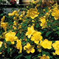 Саджанець Звіробій Хідкот в контейнері