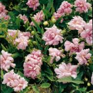 Саджанець Калістегія Flore Pleno в контейнері