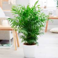 Пальма бамбуковая Хамедорея за 5 сем.