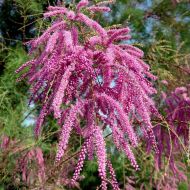 Саджанець Тамарикс галузистий Rosea в контейнері