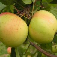 Саженец Яблоня Зимний банан