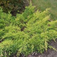 Саджанець Ялівець середній Gold star в контейнері