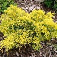 Саджанець Ялівець середній Gold star в контейнері