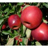 Саженец Яблоня Стори