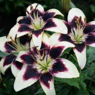 Лілія азіатська Patricia's Pride