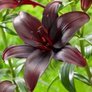 Лилия азиатская Dimension