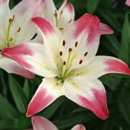 Лилия азиатская Lollypop