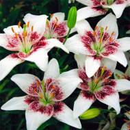 Лилия La Гибрид Cecil