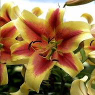 Лілія OT гібрид Shoking