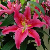 Лілія ориєнтальна Canberra