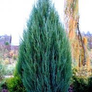 Саджанець Ялівець скельний Skyrocket в контейнері