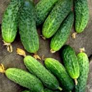 Огірок Король грядки F1 за 10 нас.