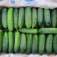 Огурец Вероника F1 за 0,25 г