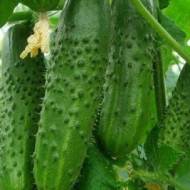 Огірок Актор F1 за 0,25 г