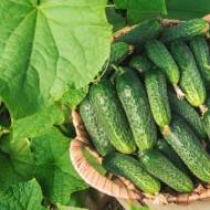 Комплект огірків «Осінній хруст»