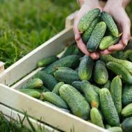 Комплект огірків «Щедрий врожай»