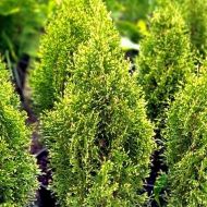 Саджанець Туя Смарагд Вітбонт в контейнері