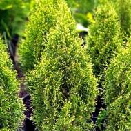 Саджанець Туя Смарагд Вітбонт в контейнері