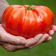 Комплект томатів «Томат-гігант»