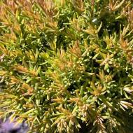 Саджанець Туя західна Анек в контейнері