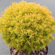 Саджанець Туя західна Анек в контейнері