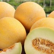 Диня Берегиня за 2 г