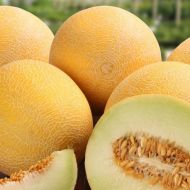 Дыня Берегиня за 2 г