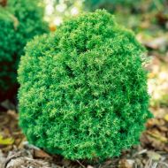 Саджанець Туя Тедді в контейнері