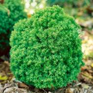 Саджанець Туя Тедді в контейнері