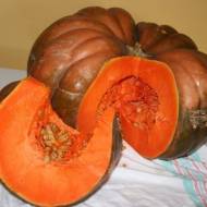 Гарбуз Зоря сходу