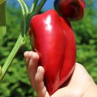 Перец Носорог за 0,25