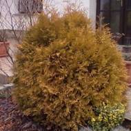 Саджанець Туя західна вересковидна Elwagnera в контейнері