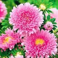 Айстра Недоторканість за 0,3 г