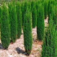 Саджанець Ялівець звичайний Арнольд в контейнері