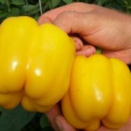 Перець Мінерва F1