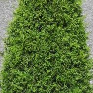 Саджанець Туя Смарагд в контейнері