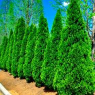 Саджанець Туя Смарагд в контейнері