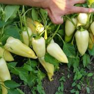 Перец Призма F1 за 5 сем.