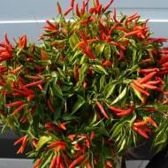 Перец Хай Флай F1 за 5 сем.