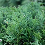 Саджанець Туя Даніка в контейнері